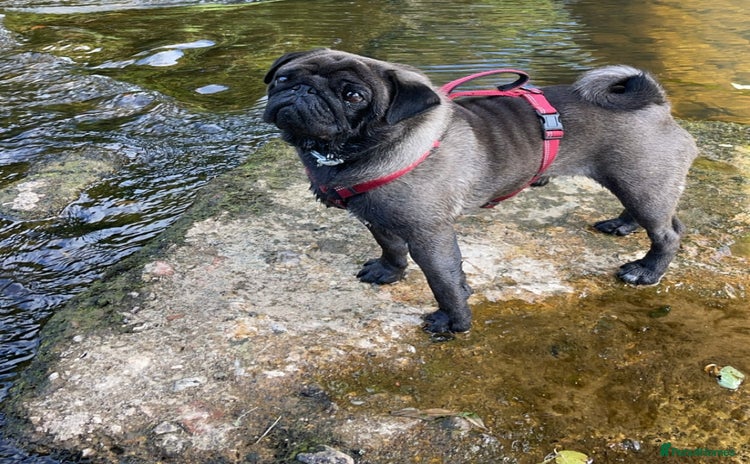 Pug dogs Platinum Adult Male Pug - Advert 3