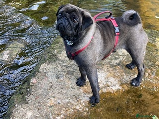 Pug dogs Platinum Adult Male Pug - Advert 1