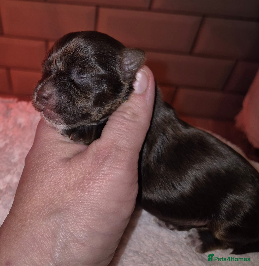 Yorkshire Terrier dogs for sale: Yorkshire Terrier puppies chocolate  - Advert 3