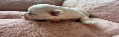 Maltese 2