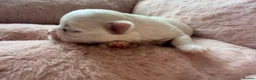 Maltese dogs for sale: Bambelina~ Simply The Best~ Korean Maltese - Advert 36