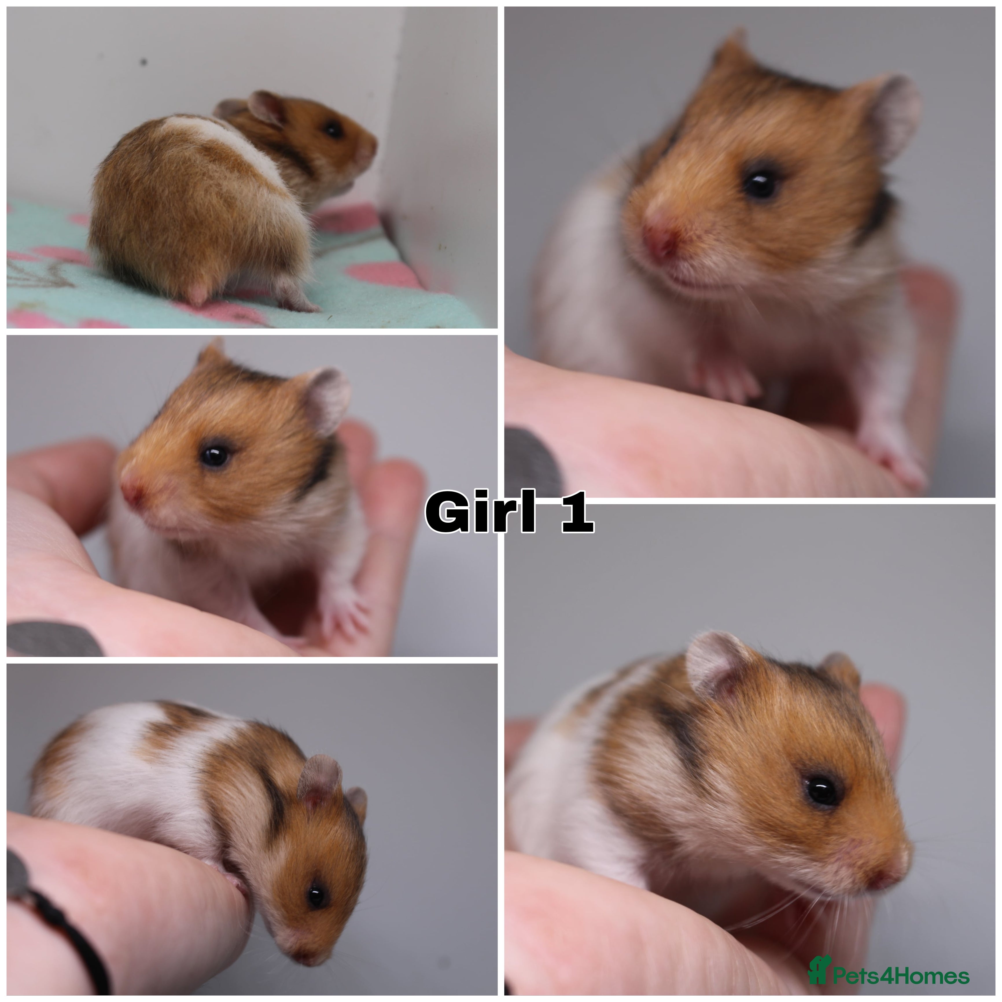 Hamster rodents Both now RESERVED  - Advert 17