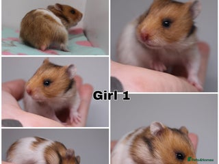 Hamster rodents Both now RESERVED - Advert 7