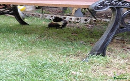 Mixed Breed cats for sale: Gorgeous kittens for sale  - Image 4