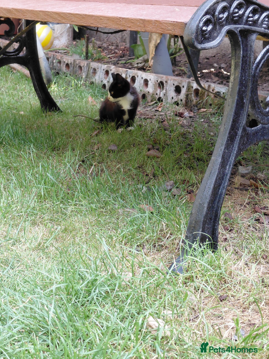 Mixed Breed cats for sale: Gorgeous kittens for sale  - Image 4
