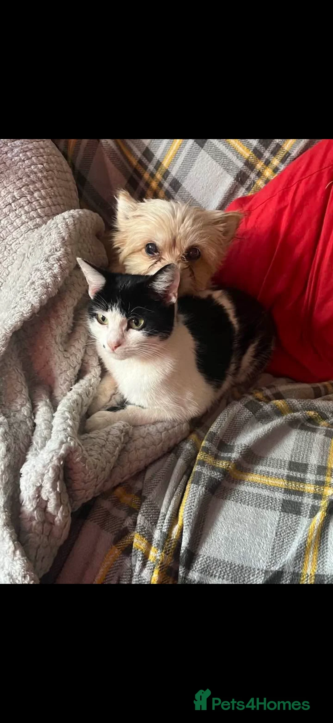 Mixed Breed cats for sale: Kittens for sale in Northampton - Advert 2