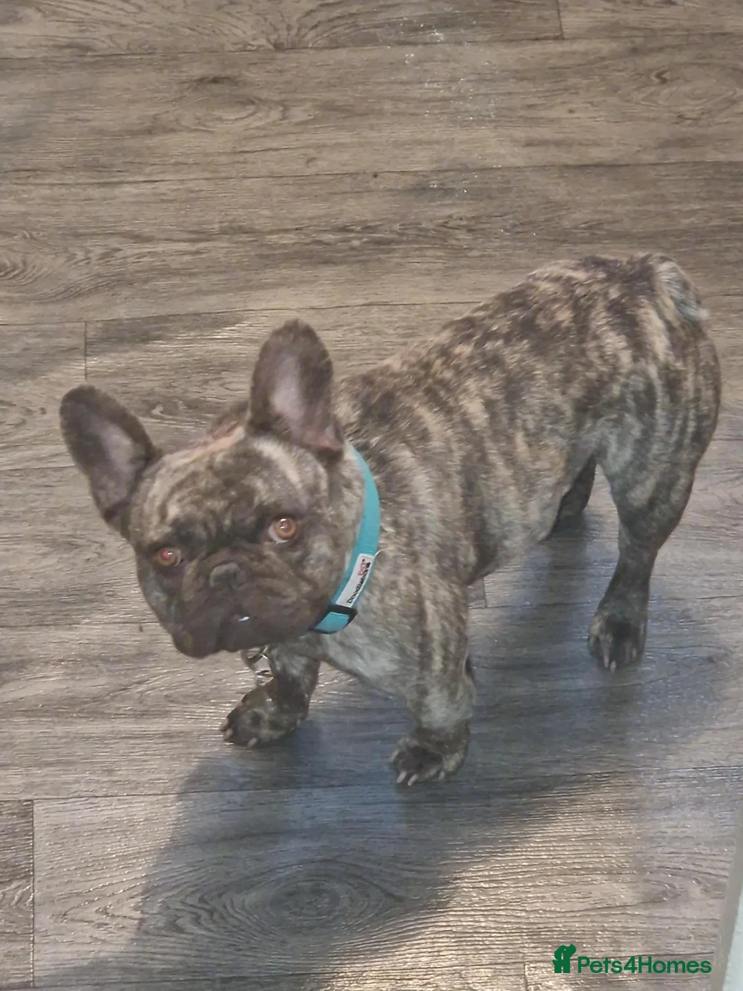 French Bulldog dogs for sale: Male French Bulldog - Advert 2