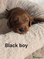 Cavapoo dogs - Advert 1