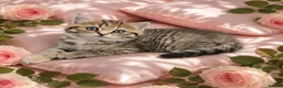 Scottish Fold cats for sale: Adorable Scottish Fold Straight Ear Tabby Kittens  - Advert 34