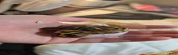 Python Snake reptiles for sale: Deposits on multiple baby ball pythons  - Advert 9
