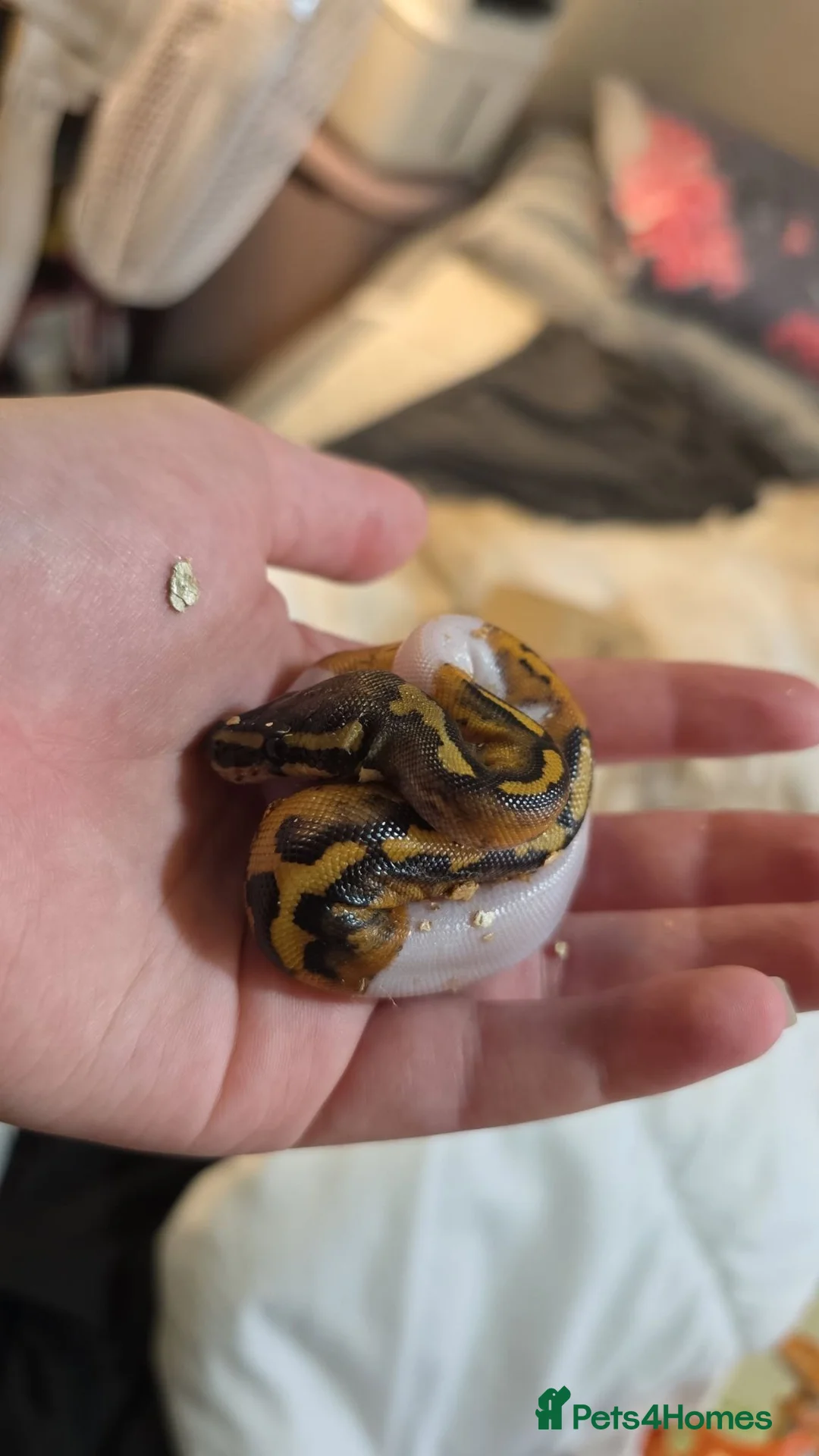 Python Snake reptiles for sale: Deposits on multiple baby ball pythons  - Advert 9