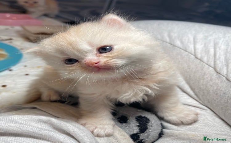 Mixed Breed cats - Advert 14