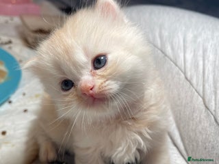 Mixed Breed cats - Advert 22