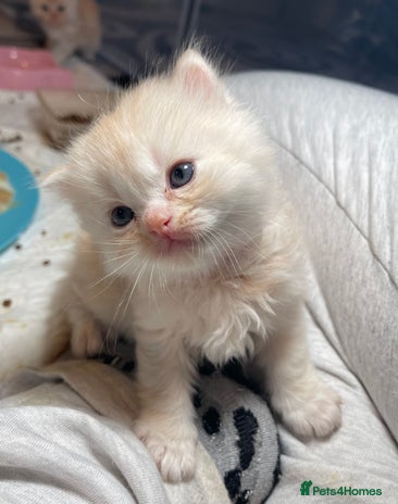 Mixed Breed cats - Advert 14