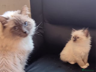 Ragdoll cats - Advert 4