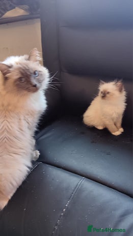 Ragdoll cats - Advert 16