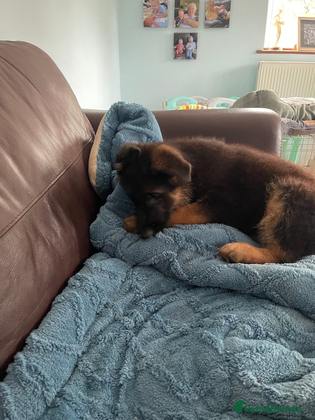 German Shepherd dogs for sale: German Shepherd pups KCRegistered/hip&elbow scored - Image 27