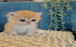 British Shorthair cats for sale: 🐾✨ Golden & Silver British Shorthair Kittens ✨🐾 - Image 9