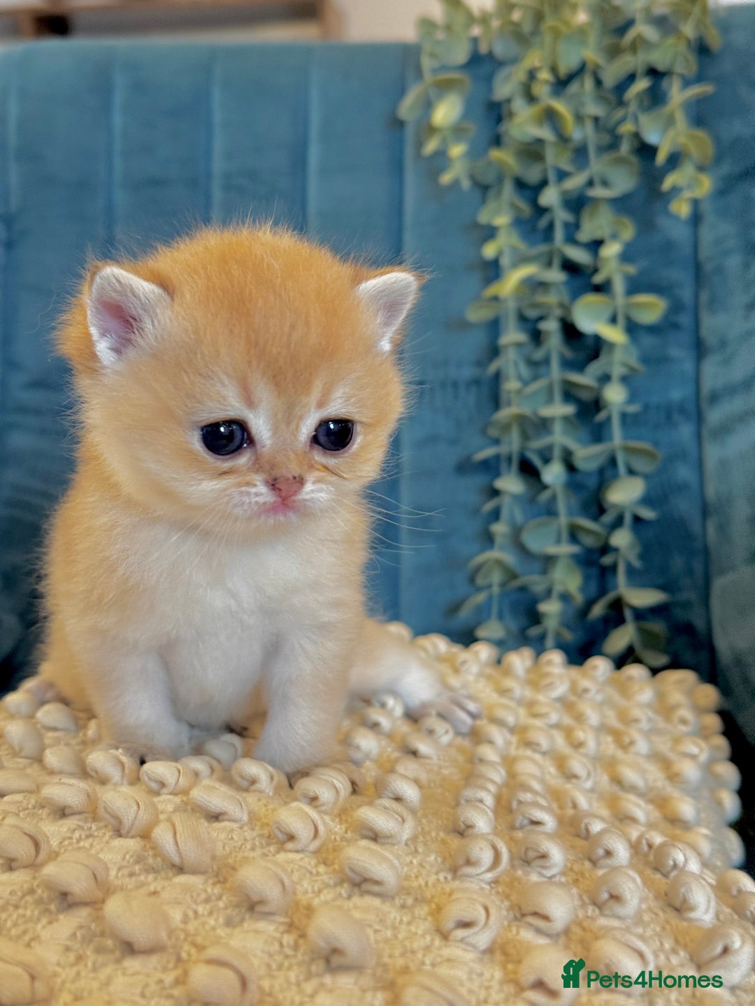 British Shorthair cats for sale: 🐾✨ Golden & Silver British Shorthair Kittens ✨🐾 - Image 9