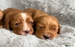 Cocker Spaniel dogs for sale: Gorgeous KC Working Cocker Spaniels- Health Tested - Image 4