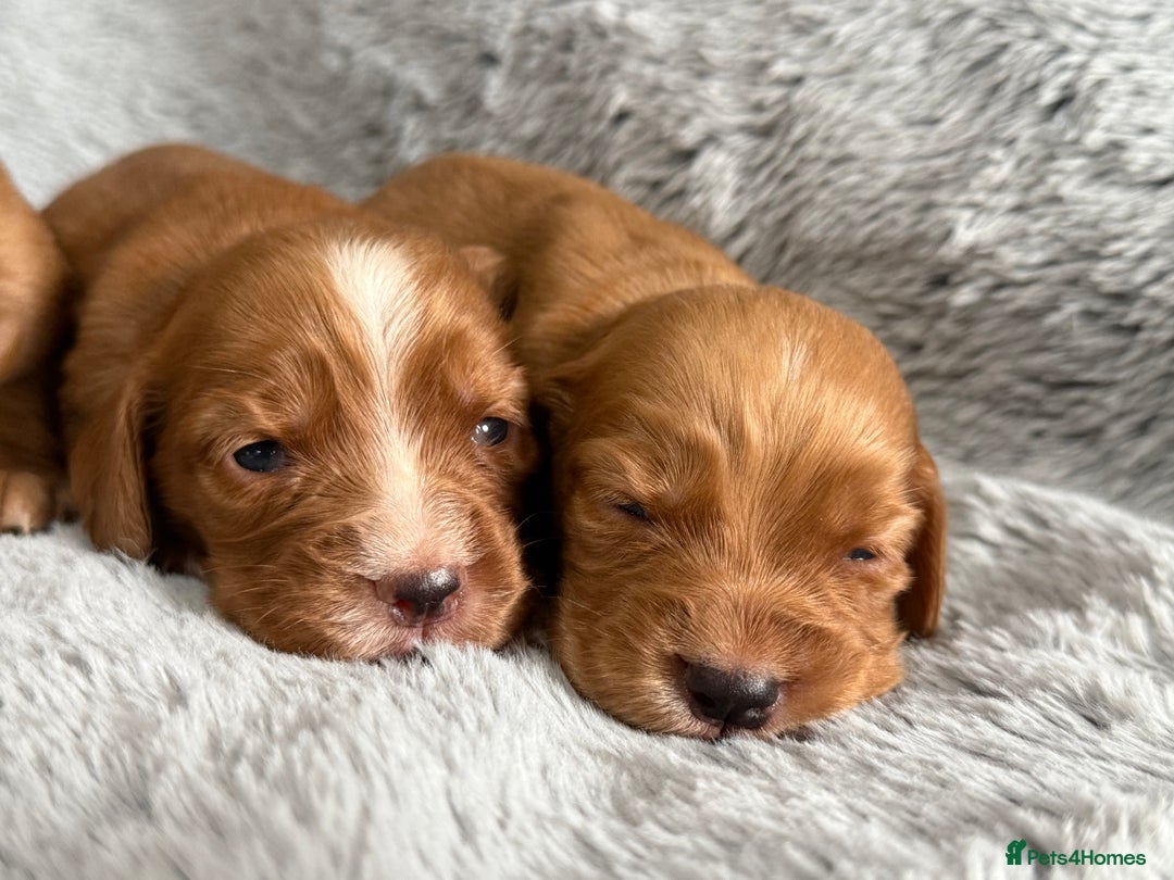 Cocker Spaniel dogs for sale: Gorgeous KC Working Cocker Spaniels- Health Tested - Image 4