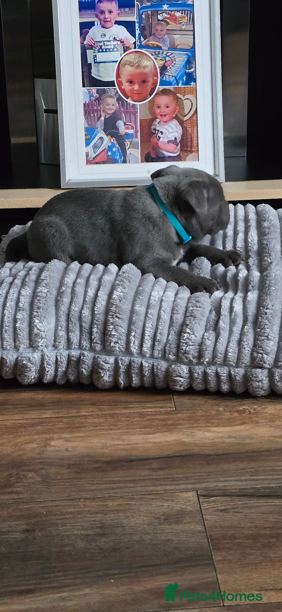 Staffordshire Bull Terrier dogs for sale: 4 beutiful blue staffies dad and mum kc  - Advert 23