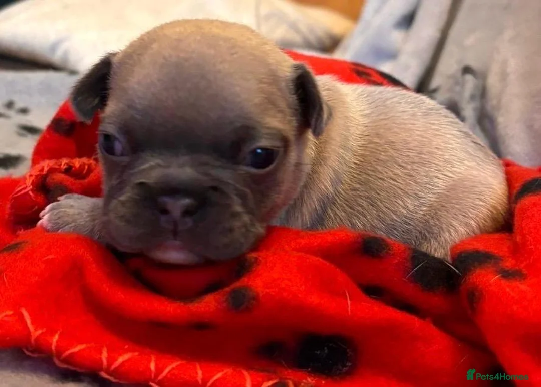 French Bulldog dogs for sale: 🐾 Adorable French Bulldog Puppies 🐾 - Advert 12