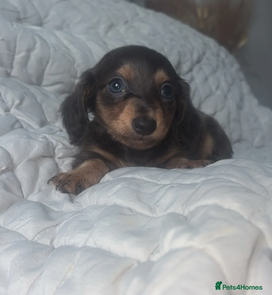 Miniature Dachshund dogs for sale: Mini dachshunds  - Advert 1