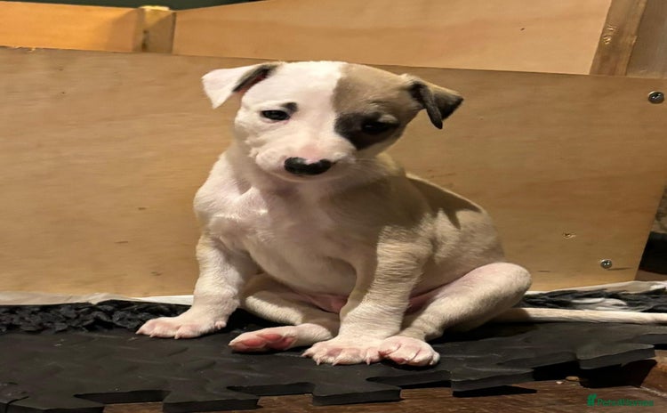 Whippet dogs - Advert 1