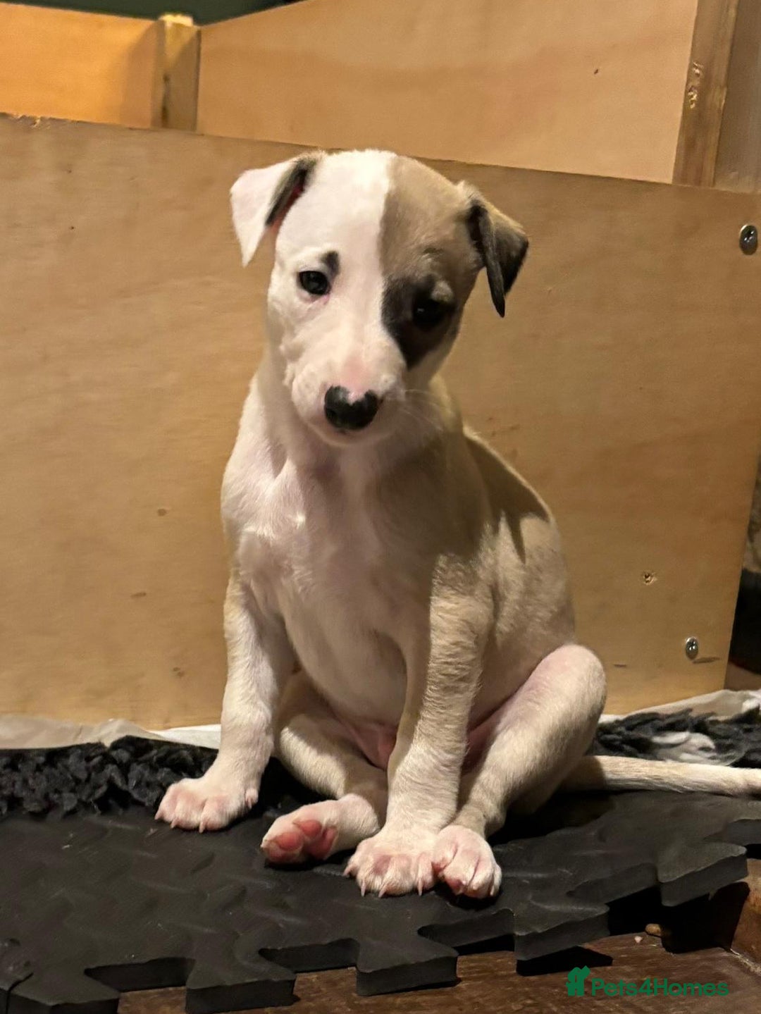 Whippet dogs for sale: 4 KC registered Whippet boys  - Image 1
