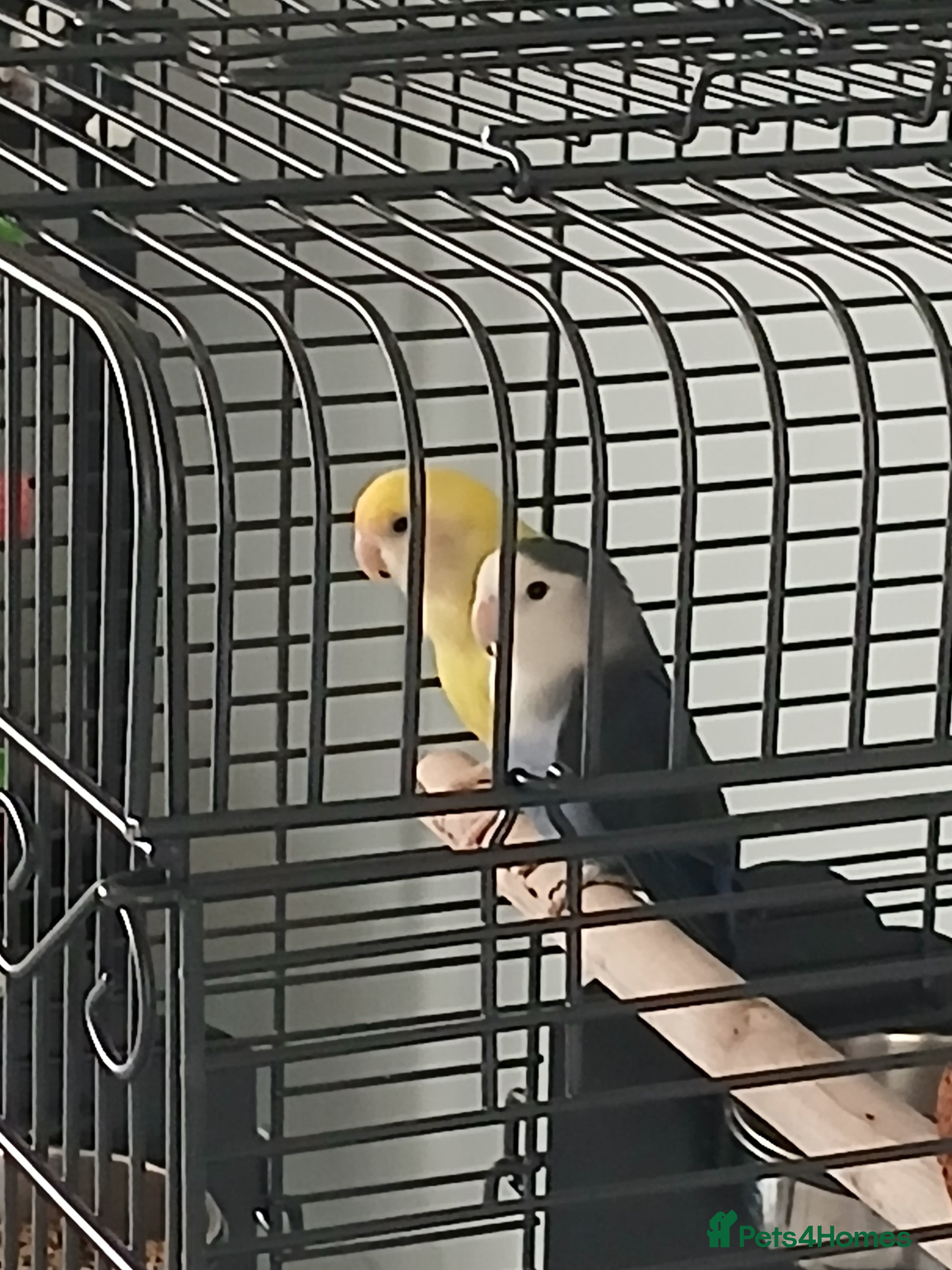 Lovebirds birds 2 beautiful love birds and cage - Advert 1