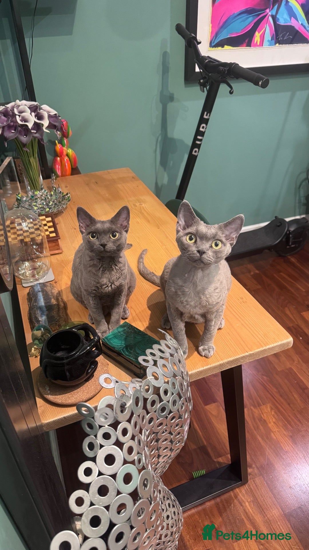 Devon Rex cats Pedigree DevRex Siblings-Looking for loving home  - Advert 1