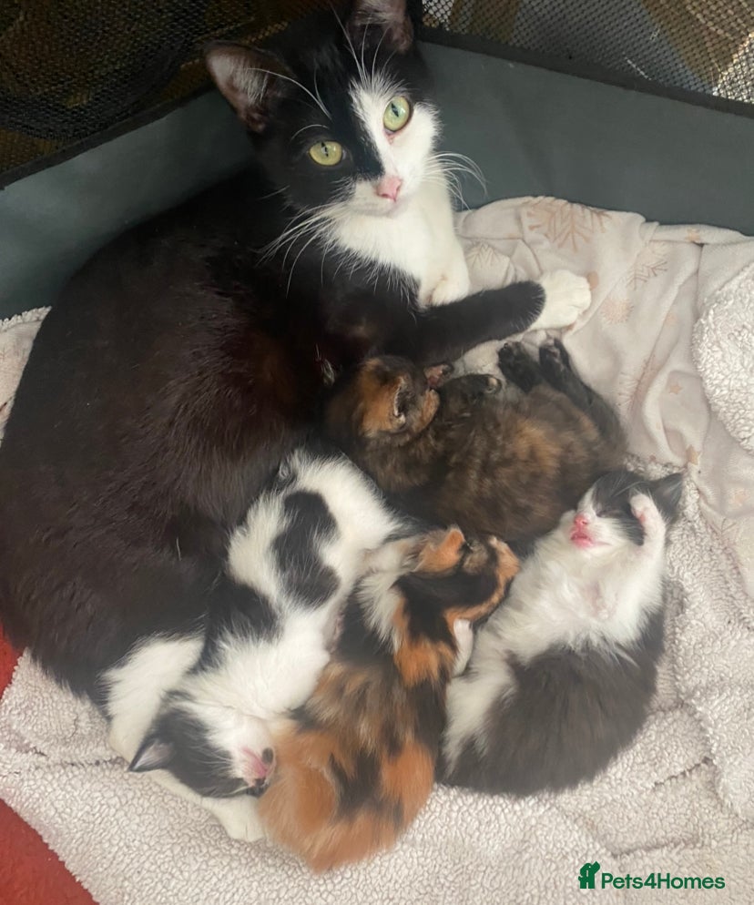 Domestic Shorthair cats 4 Beautiful kittens looking for loving homes in Sheffield - Advert 1