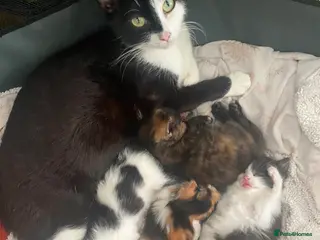 Domestic Shorthair cats 4 Beautiful kittens looking for loving homes in Sheffield - Advert 3