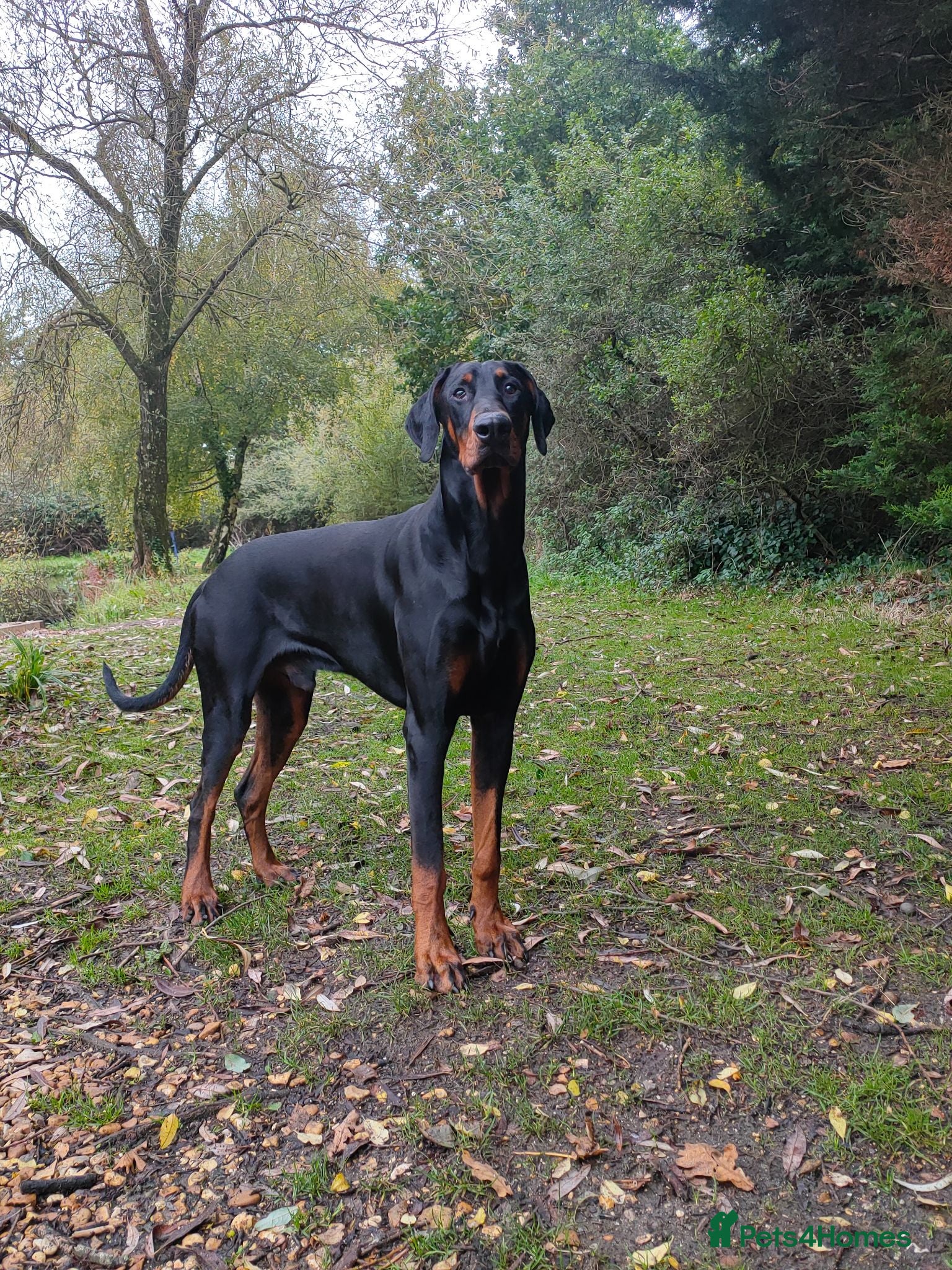 Dobermann dogs European Doberman  - Advert 2