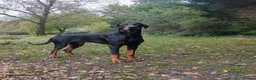 Dobermann dogs for stud: European Doberman  - Advert 1
