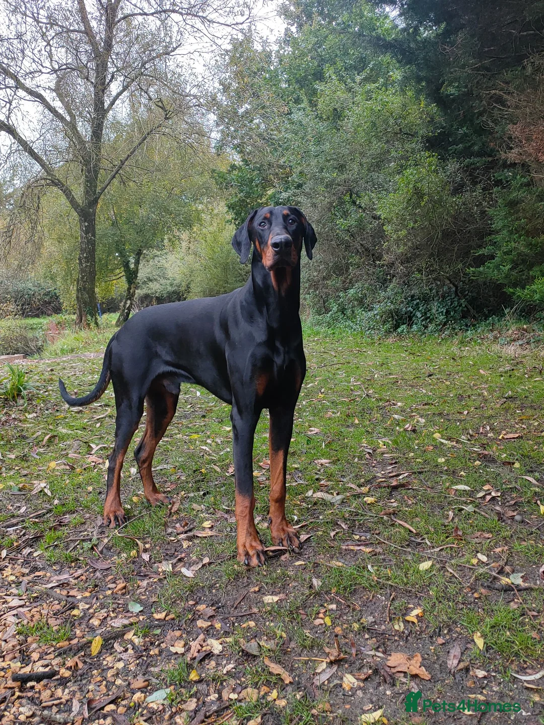 Dobermann dogs for stud: European Doberman  - Advert 1