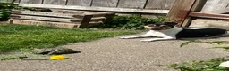 Jack Russell dogs for stud: Traditional smooth coated Tri colour jack Russell  - Advert 10