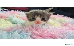 Mixed Breed cats for sale:  Kittens🥰Ragdoll and short hair domestic catcat  - Image 3