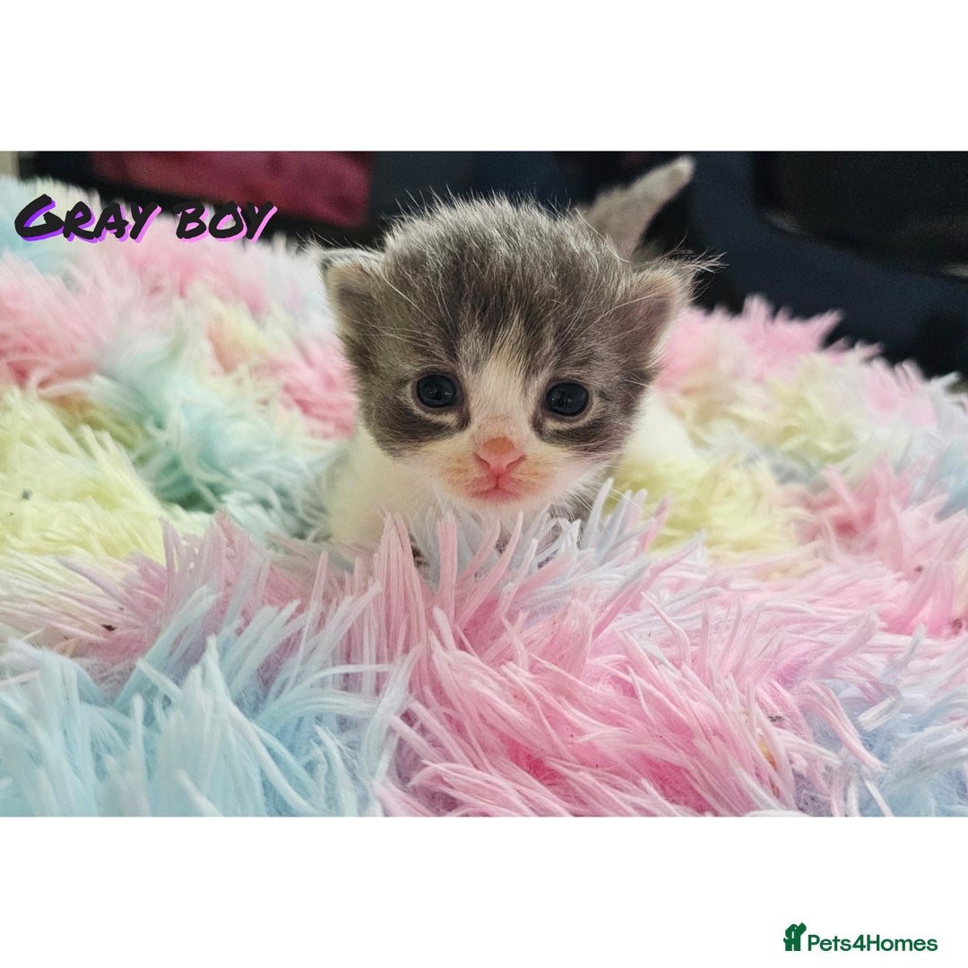Mixed Breed cats for sale:  Kittens🥰Ragdoll and short hair domestic catcat  - Image 3