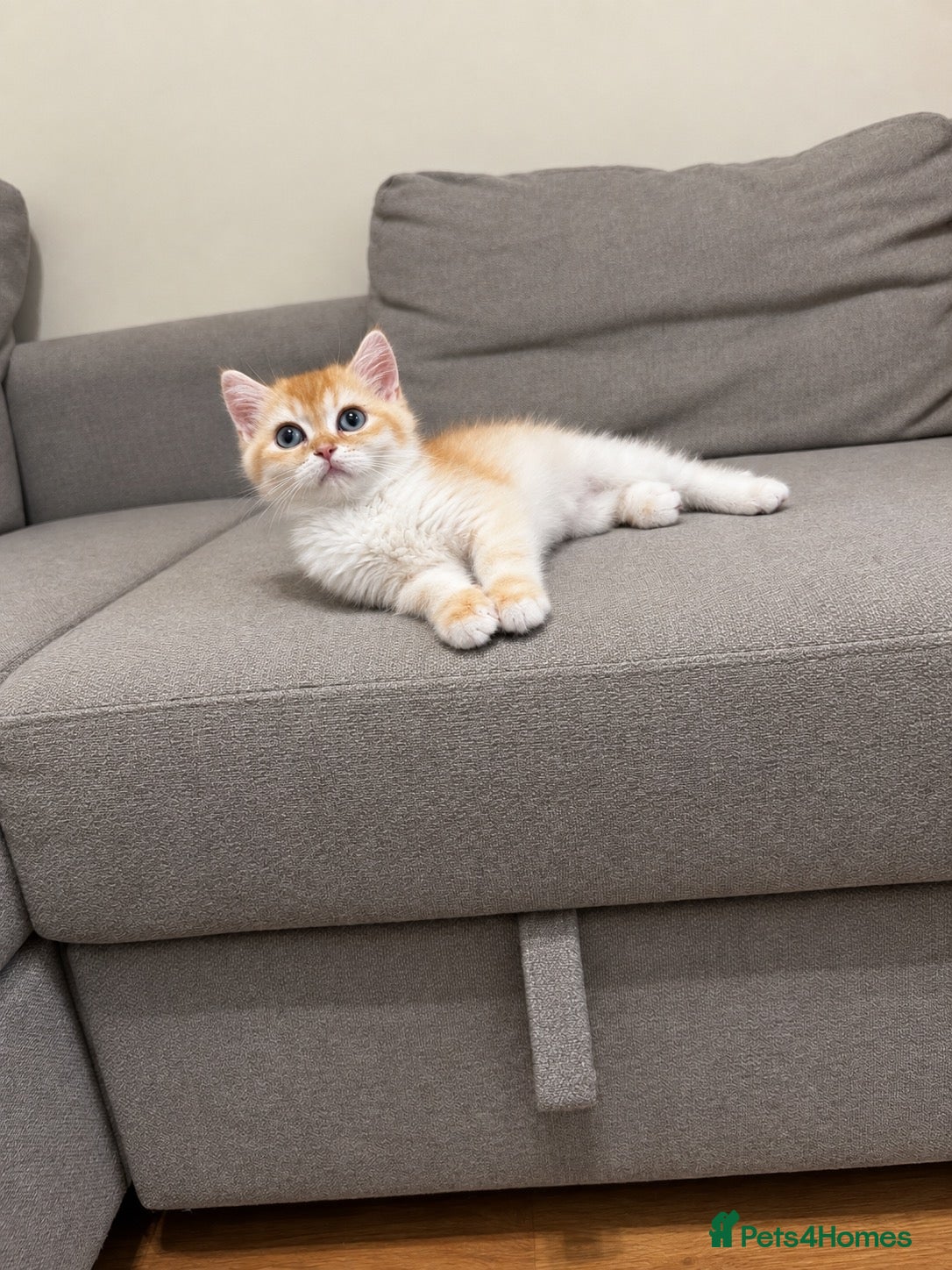 British Shorthair cats 🧡✨ BEAUTIFUL FLUFFY KITTEN – CHAMPION LINES ✨🧡 - Advert 2