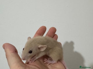 Rat rodents Baby rats dwarf and nude - Advert 1