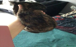 Mixed Breed cats for sale: Kitten  - Image 2