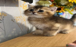 Scottish Fold cats for sale: One Adorable Scottish Fold Kitten ready for a home in Gravesend - Image 1