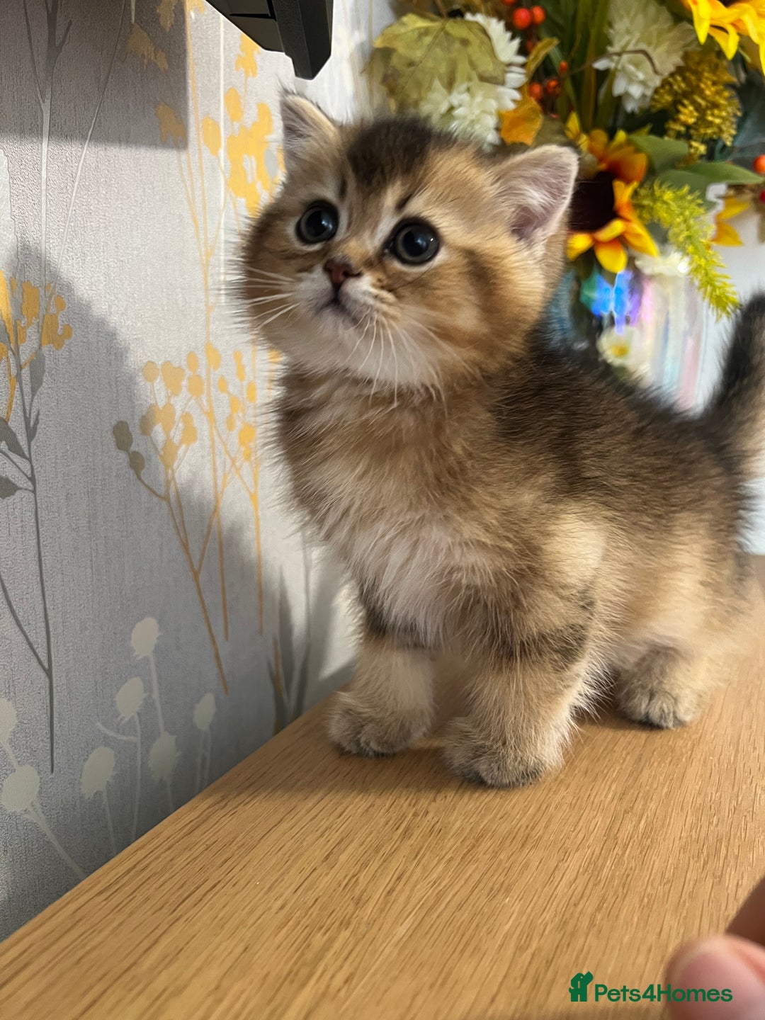 Scottish Fold cats for sale: One Adorable Scottish Fold Kitten ready for a home in Gravesend - Image 1