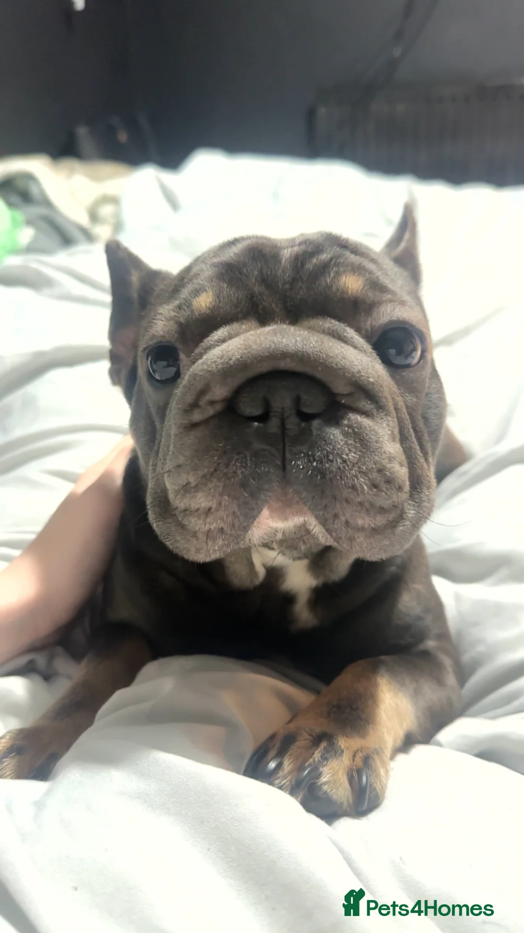 French Bulldog dogs for sale: Cece The Frenchie in Basildon - Advert 2