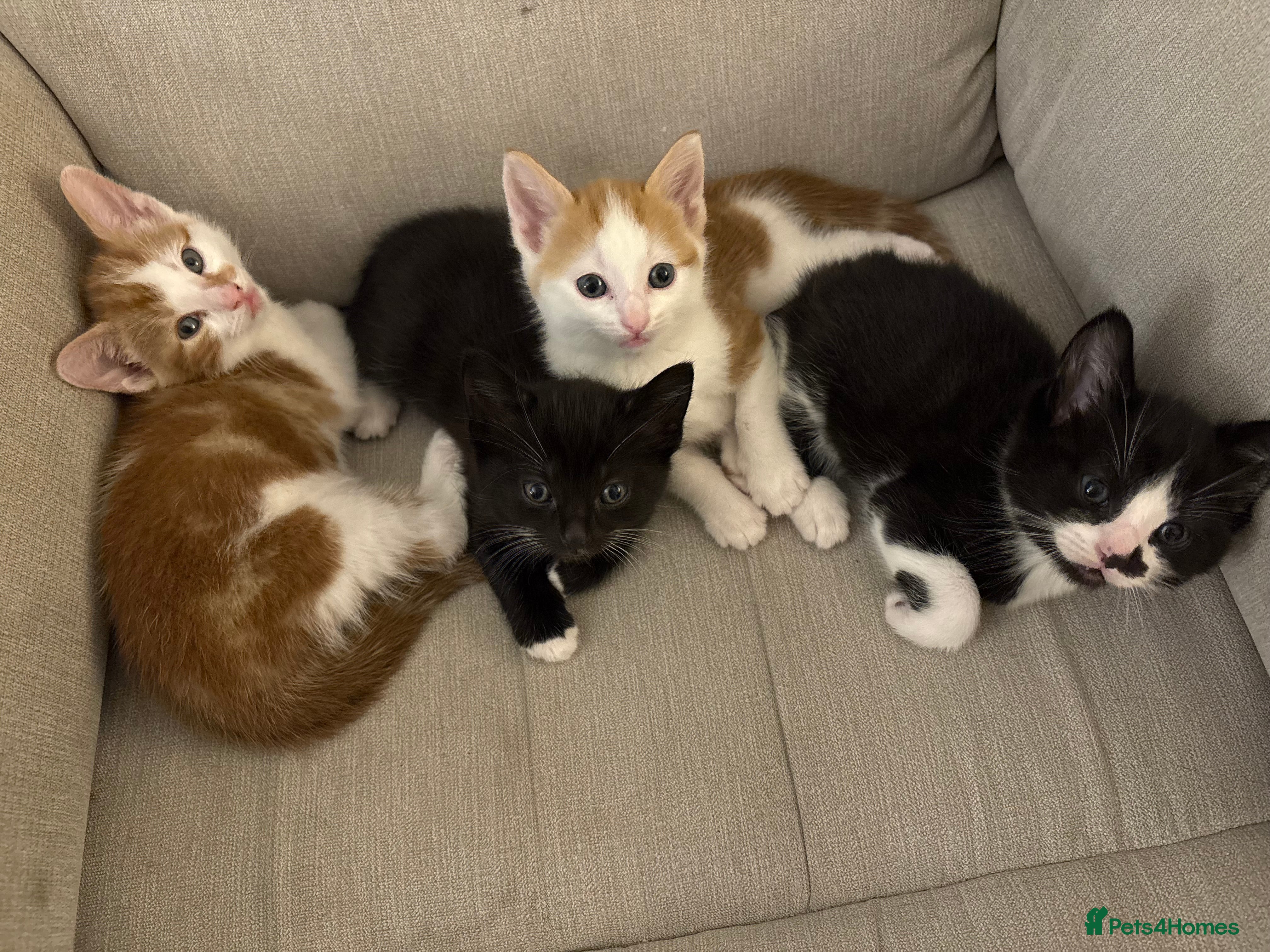 Mixed Breed cats 4 Male Kittens for sale - Advert 17