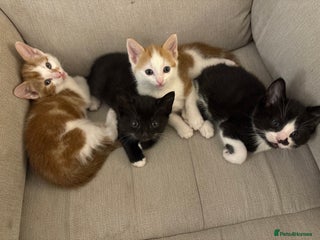 Mixed Breed cats 4 Male Kittens for sale - Advert 6