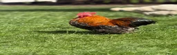 Chickens poultry for sale: Cockerels for sale  - Advert 6