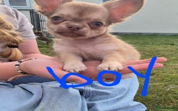 Chihuahua dogs for sale: Have 4 beautiful full chihuahua pups  - Image 5